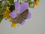 Eupithecia vulgata (Gemeiner Blütenspanner) / CH BE Hasliberg 1050 m, 11. 06. 2014