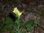 Linaria vulgaris (Leinkraut) / Scrophulariaceae
