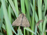 Diaphora sordida (Grauer Fleckenbär, Männchen) / CH BE Hasliberg 1240 m, 17. 05. 2013