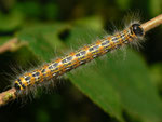 Phalera bucephala (Mondvogel) / CH BE Hasliberg 1050 m, 09. 09. 2012 (auf Corylus avellana)