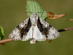 Acronicta alni (Erlen-Rindeneule) / CH BE Hasliberg 1050 m, 23. 05. 2014