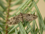 Eupithecia tantillaria (Nadelgehölz-Blütenspanner, Weibchen) / CH BE Hasliberg 1240 m, 22. 05. 2014