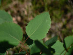 Populus tremula (Zitterpappel) / Salicaceae