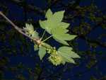 Acer pseudoplantanus (Bergahorn) / Aceraceae