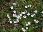 Euphrasia officinalis (Gemeiner Augentrost) / OROBANCHACEAE