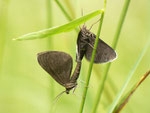 Odezia atrata (Schwarzspanner) / CH BE Hasliberg 1240 m, 14. 06. 2014