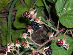 Rubus fruticosus (Brombeere) / Rosaceae