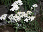 Achillea millefolium (Schafgarbe) / Asteraceae