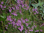 Calluna vulgaris (Heidekraut) / Ericaceae