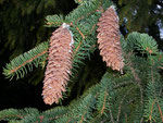 Picea abies (Rottanne, Fichte) / PINACEAE