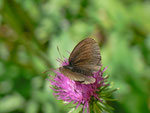 Erebia manto (Gelbgefleckter Mohrenfalter, Männchen) / CH OW Engelberg 1500 m, 31. 07. 201