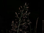 Deschampsia caesposita (Rasenschmiele) / Poaceae