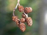 Alnus glutinosa (Schwarzerle) / Betulaceae