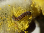 Xanthia icteritia / halberwachsene Raupe an Kätzchen von gefällter Salix caprea