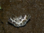Epirrhoe tristata (Fleckleib-Labkrautspanner) / CH FR Grandvillard Alp Bounavau 1270 m, 17. 06. 2013