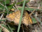 Ematurga atomaria (Heidespanner, Männchen) / CH VS Ravoire 1150 m, 19. 04. 2011