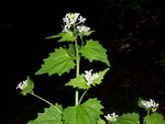Alliaria petiolata (Knoblauchsrauke) / Brassicaceae