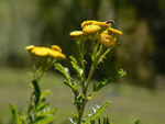 Tanacetum vulgare (Rainfarn) / Asteraceae