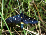 Amata phegea (Weissfleck-Widderchen) / CH TI Sementina San Defente 300 m, 23. 06. 2009