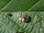 Acronicta alni (Erlen-Rindeneule) / CH BE Hasliberg 1050 m,  15. 09. 2019 auf Corylus avellana