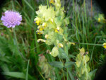 Rhinanthus minor (Klappertopf) / OROBANCHACEAE