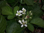 Rubuas fruticosus (Brombeere) / Rosaceae