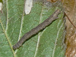 Eupithecia vulgata (Gemeiner Blütenspanner) / CH BE Hasliberg 1050 m, 20. 08. 2013