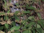 Urtica dioica (Grosse Brennnessel) / Urticaceae