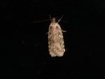 Agonopterix sp. / CH BE Hasliberg 1050 m, 21. 03. 2014