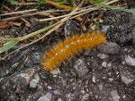 Acronicta aceris (Ahorn-Rindeneule) / CH TI Personico, Val d'Ambra 630 m, 08. 07. 2025