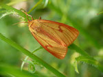 Diacrisia sannio (Rotrandbär, Weibchen) / CH VS Ulrichen, Obertal, Nessel 1712 m, 09. 07. 2020