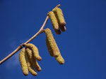 Corylus avellana (Haselstrauch) / Corylaceae