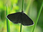 Odezia atrata (Schwarzspanner) / CH BE Hasliberg 1200 m, 07. 06. 2011