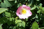 Rosa canina (Hundsrose) / Rosaceae