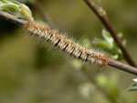 Lasiocampa quercus (Eichenspinner / CH BE Hasliberg 1050 m, 21. 05. 2014