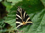 Euplagia quadripunctaria (Russischer Bär) / CH BE Hasliberg 1150 m, 22. 07. 2012