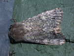 Acronicta euphorbiae (Wolfsmilch-Rindeneule) / CH TI Nufenenpass Val Bedretto 2000 m, 29. 08. 2008