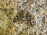 Chloroclysta citrata (Buschhalden-Blattspanner) / CH GR Camischolas Val Strem 1573 m, 30. 08. 2013