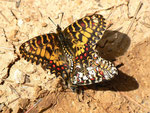Zerynthia rumina (mit offenen Flügeln ein Weibchen Zerynthia rumina canteneri) / E Andalusien, Sierra de Segura, Embalse del Tranco, Cortijo de los Archites 1100 m, 23. 04. 2012