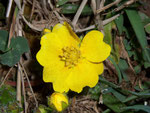 Potentilla aurea (Goldfingerkraut) / Rosaceae