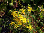 Hypericum perforatum (Johanniskraut) /Hypericaceae