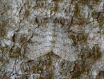 Trichopteryx carpinata (Hellgrauer Lappenspanner, Weibchen) / CH BE Hasliberg 1050 m, 17. 04. 2013