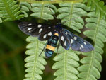 Amata phegea (Weissfleck-Widderchen) / CH TI Brissage Gridone Mergugno 1060 m, 03. 08. 2010