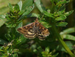 Pyrausta despicata / CH BE La Ferrière, Lac de Biaufond 609 m, 09. 05. 2015