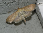 Paracorsia repandalis / CH BE Hasliberg 1050 m, 19. 04. 2011