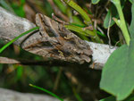 Autographa gamma (Gammaeule) / CH BE Engstlenalp 1890 m, 26. 07. 2013