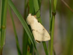 Spilosoma lutea (Gelber Tigerbär, Weibchen) / CH BE Hasliberg 1200 m, 17. 06. 2014