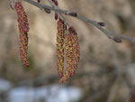 Alnus glutinosa (Schwarzerle) / Betulaceae