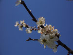 Prunus spinosa (Schlehe) / Rosaceae