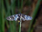 Amata phegea (Weissfleck-Widderchen) / CH TI Brissage Gridone Mergugno 1060 m, 03. 08. 2010